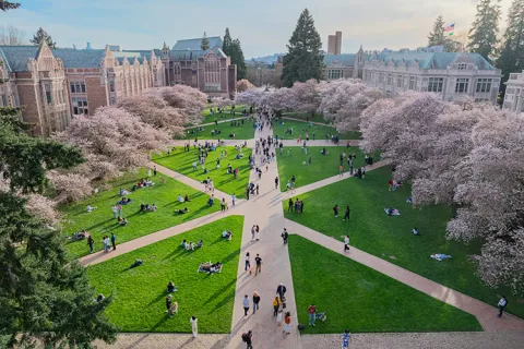 Drone photo of cherry blossoms at the University of Washington